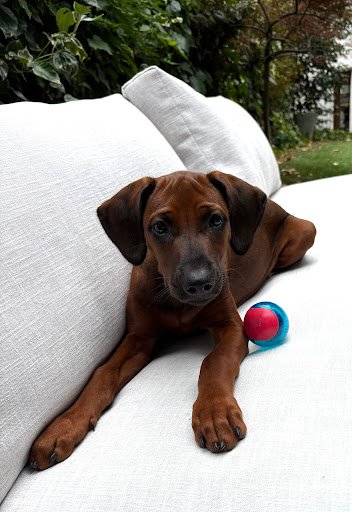 Photo from customer review