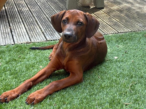 Photo from customer review