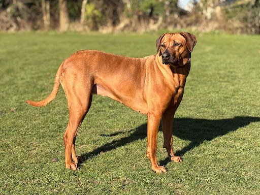 Photo from customer review