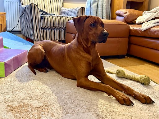 Photo from customer review