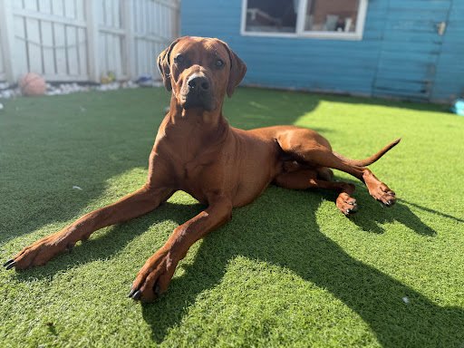 Photo from customer review