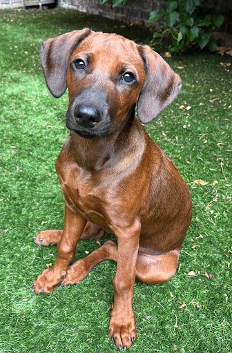 Photo from customer review