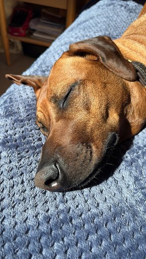 Photo from customer review