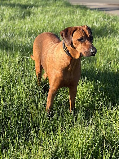 Photo from customer review