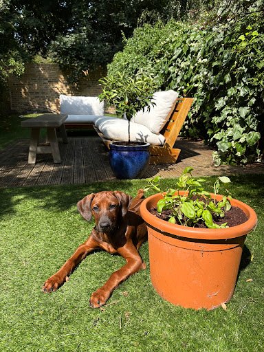 Photo from customer review